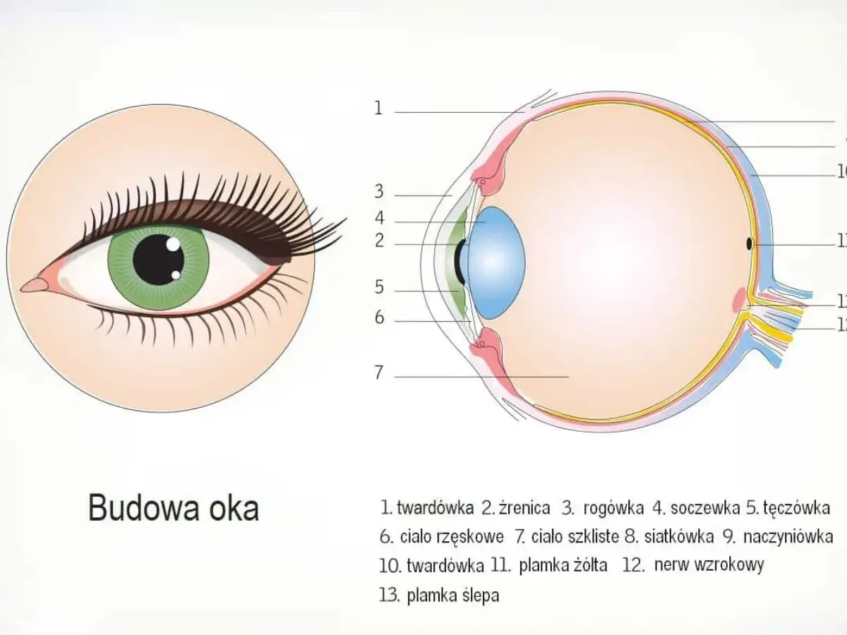 Schemat przedstawia przekrój przez wewnętrzną część gałki ocznej, ukazując jej kluczowe struktury, takie jak soczewka, siatkówka i nerw wzrokowy.